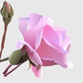 fleurrose_mickaylfreefr_divers